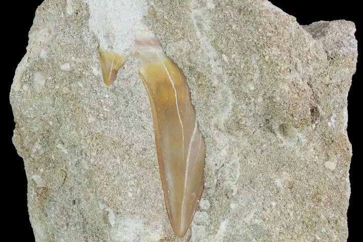 Otodus Shark Tooth Fossil In Rock - Eocene #86983
